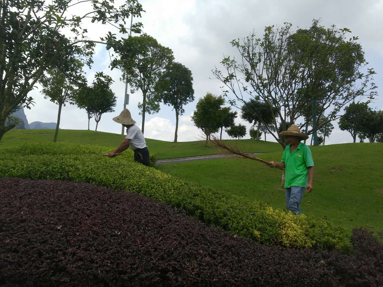 高尔夫草坪养护